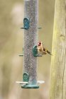 Pássaro lindo goldfinch — Fotografia de Stock