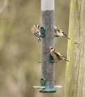 Lindos pássaros goldfinch — Fotografia de Stock
