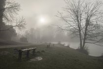 Драматичний туманний ліс — стокове фото