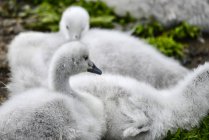 Black necked swans — Stock Photo