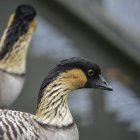 Portrait of hawaiian goose — Stock Photo