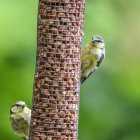 Seios azuis no alimentador de pássaros — Fotografia de Stock