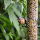 Fringuello comune su mangiatoia per uccelli — Foto stock