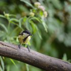 Great Tit on branch in tree — Stock Photo