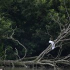 Егрет на гілці на мертвому дереві — стокове фото