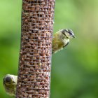Garden Blue Tit on bird feeder — Stock Photo