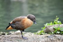 South African Shelduck in pond — Stock Photo