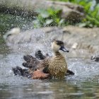 Errant sifflement canard poussin nettoyage elle-même — Photo de stock