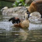 Wandering Whistling Duck chick cleaning itself — Stock Photo