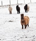 Shetland ponies in snow covered field — Stock Photo