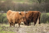 Schöne schottische Hochlandrinder — Stockfoto
