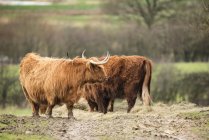 Шотландский нагорный скот — стоковое фото