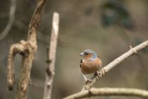 Beautiful chaffinch on bird feeder — Stock Photo