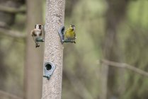 Goldfinch and siskin on feeder — Stock Photo