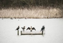 Cormoranes descansando en un lago tranquilo - foto de stock