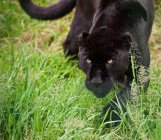 Black jaguar Panthera Onca prowling — Stock Photo