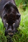 Jaguar negro Panthera Onca merodeando - foto de stock