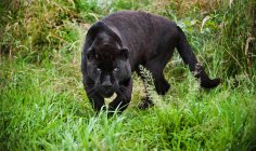 Black jaguar Panthera Onca prowling — Stock Photo