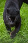 Чёрный леопард Пантера Пардус — стоковое фото