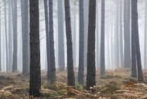 Ландшафт туманного утра в сосновом лесу — стоковое фото