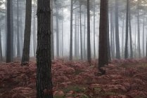 Paysage de brouillard matin dans la forêt de pins — Photo de stock