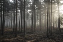 Paisaje de niebla mañana en el bosque de pinos - foto de stock