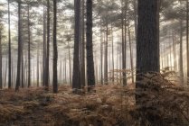 Paisagem de manhã nebulosa em floresta de pinheiros — Fotografia de Stock
