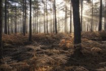 Landscape of foggy morning in pine forest — Stock Photo