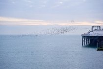 Starlings migrating in very tight formation — Stock Photo