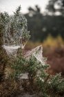 Tela de araña cubierta de rocío - foto de stock