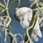 Barn owl in old petrified tree — Stock Photo