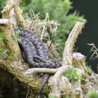 Adder snake on tree — Stock Photo