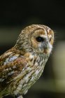 Tawny Owl Strix Aluco — Stock Photo