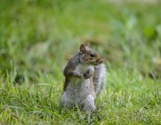 Écureuil gris sur l'herbe — Photo de stock