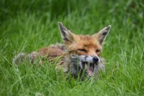 Vulpes de raposa vermelha vulpes — Fotografia de Stock