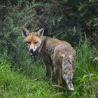 Лисиця руда лисиця лисиця — стокове фото