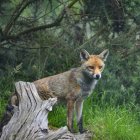 Vulpes de raposa vermelha vulpes — Fotografia de Stock