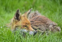 Red fox Vulpes Vulpes — Stock Photo