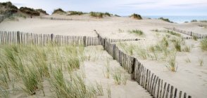 Grass in sand dunes with wooden fence — Stock Photo