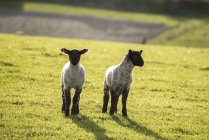 Cordeiros de primavera e ovelhas em campos — Fotografia de Stock