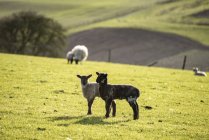 Agneaux et moutons de printemps dans les champs — Photo de stock