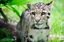 Leopardo nuvoloso Neofelis Nebulova — Foto stock