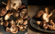 Frische Shiitake-Pilze — Stockfoto