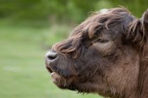 Highland худоби корови породи — стокове фото