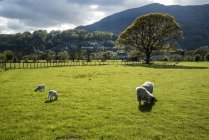Lambs in sunlight in front of mountain — Stock Photo