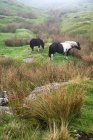 Ponys in nebliger Landschaft — Stockfoto
