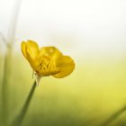 Spring buttercup with broken — Stock Photo