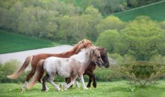 Horses in rural farming landscape — Stock Photo