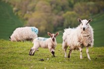 Cordeiros de primavera e ovelha mãe — Fotografia de Stock