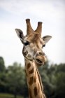 Close up of giraffe much — стоковое фото